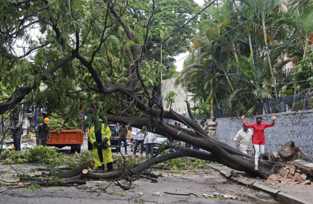 Hyderabad Hit by Gusty Rains, 53 Trees Uprooted; HYDRAA Clears Roads