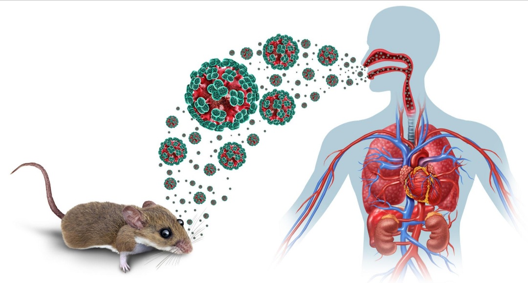 Deadly Hantavirus Alert: Rodent-Borne Infection Raises Health Concerns