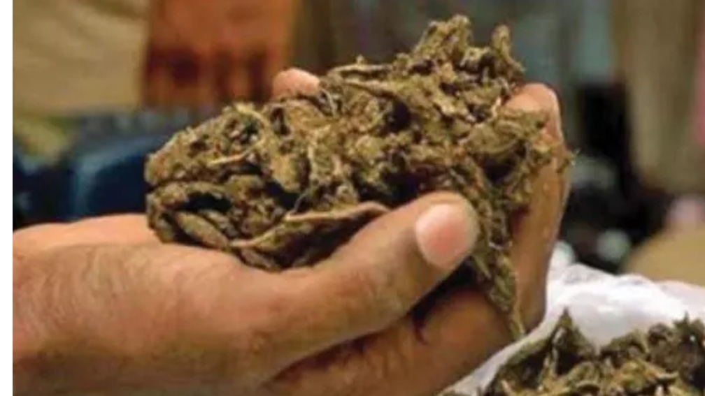 ₹24 Crore Marijuana Haul Busted at Delhi Airport, 3 Arrested in Major Drug Crackdown