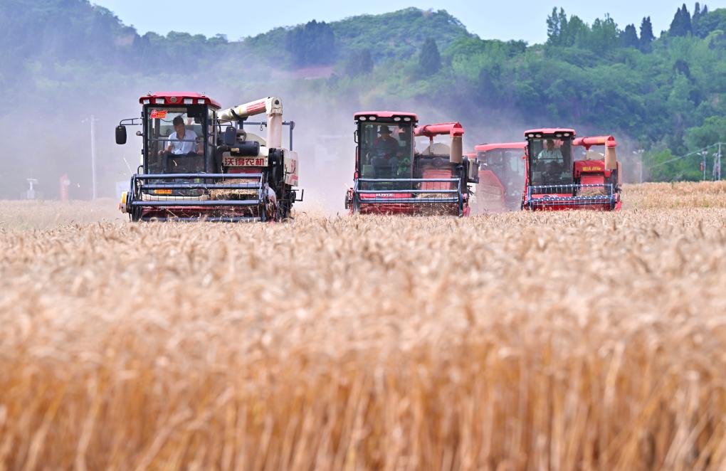 China’s Summer Wheat Harvest Crosses 200 Million Mu, Nears 59% Completion