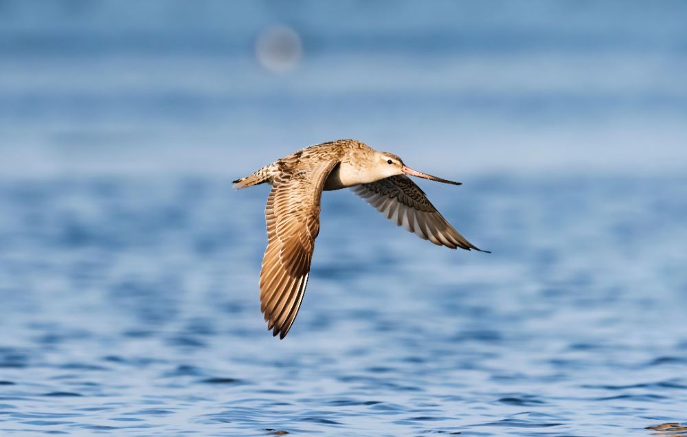 The Bird That Defies Limits: How the Bar-Tailed Godwit Flies 13,560 Km Non-Stop Across the Pacific
