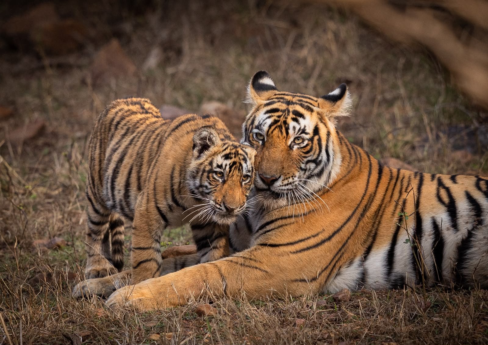 PM Marks Global Tiger Day, Highlights India's Leadership in Tiger Conservation